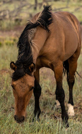 Wild Horse Grazes On Weatherill Mesa In Mesa Verde National Parkの写真素材