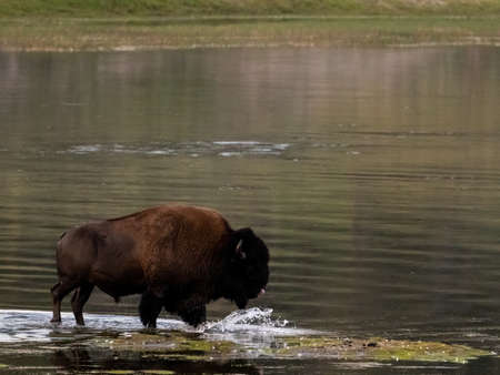 Bison Wades Through The Shallows Of The Yellowstone Riverの写真素材