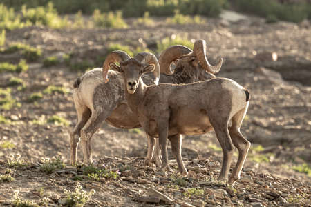 Big Horn Sheep Looks At Camera With Second Sheep Behind from slope in Glacier National Parkの写真素材