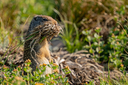 Ground Squirrel Stands On Watch With Mouth Full of Grass in Glacier National Park