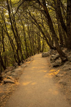 Golden Light Falls Through The Trees On Paved Trail in Yosemite National Park