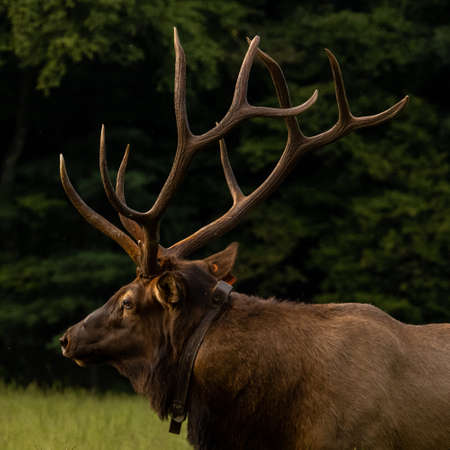 Large Antler Rack Of Tagged Bull Elk in Great Smoky Mountains National Parkの写真素材