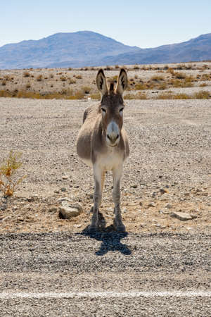 Single Donkey Stares Directly At Camera along road side in Death valley National Parkの写真素材
