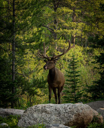 Bull Elk Climbs Up To The Trail Looking For A Snack in Rocky Mountain National Parkの写真素材