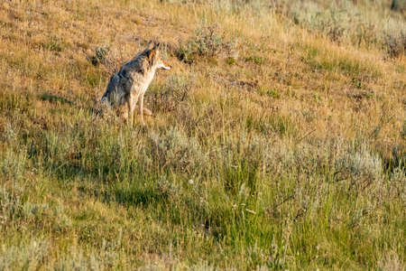 Coyote Sits In Evening Light On Hillside in Hayden Valleyの写真素材