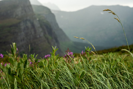Raindrops Cover Grasses and Fireweed Blowing In The Wind below Piegan Passの写真素材