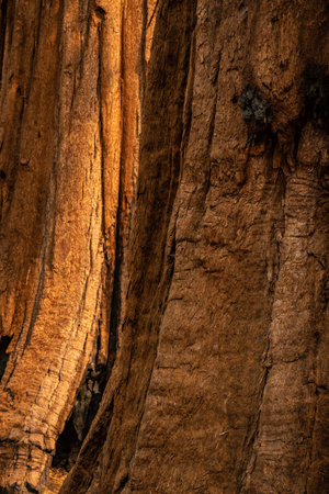 Morning Light Highlights The Back Tree In A Close Up of Two Sequoia Trees in Marisposa Groveの写真素材