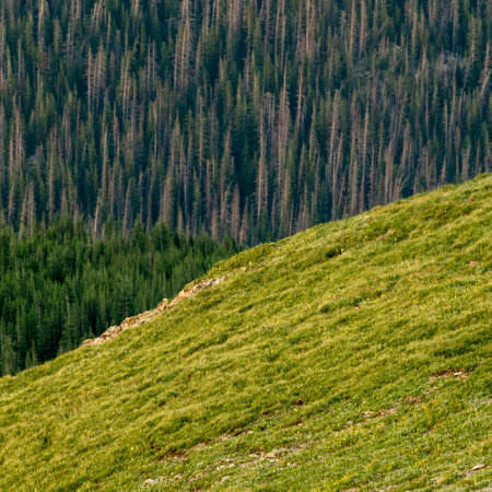 Three Layers of Green In Rocky Mountain National Parkの写真素材