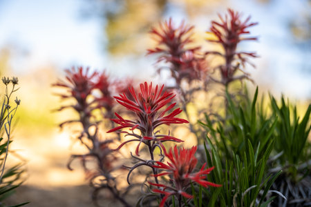 Vibrant Red Paintbrush Flowers In Morning Shade in Mesa Verde National Parkの写真素材