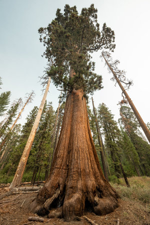 Looking Up At Tall Sequoia Tree in Yosemite National Parkの写真素材