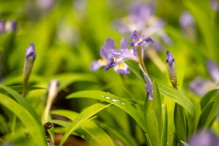 Side Angle of Blooming Crested Dwarf Iris in Great Smoky Mountains National Parkの写真素材