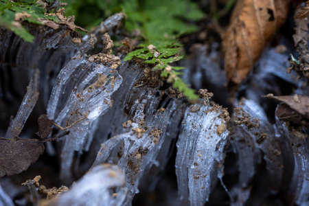 Dirt Clings To The Tips of Needle Iceの写真素材