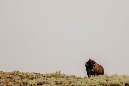 Male Bison Crests Over Ridge of hill with smoky sky background