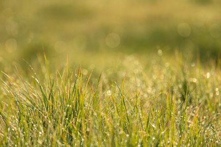 Morning Sun LIghts The Dew On Tall Grass in Yellowstone National Park