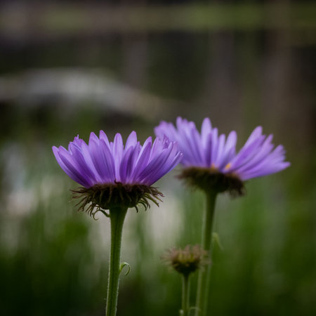 Purple Aster Blooms In Spring with selective focusの写真素材
