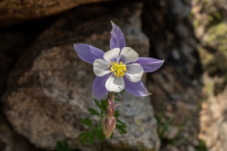 Single Columbine Blooming Against Rocky Background on the trail to Sky Pondの写真素材