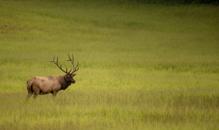 Single Bull Elk Stands In Green Field in Cataloochee Valley of the Smokiesの写真素材