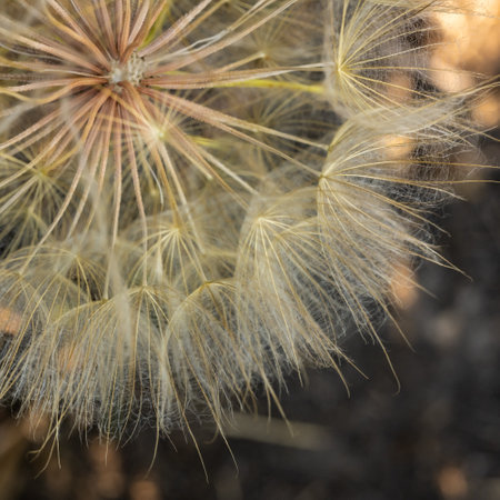 Detail of Large Dandelion Petals with copy space in corner