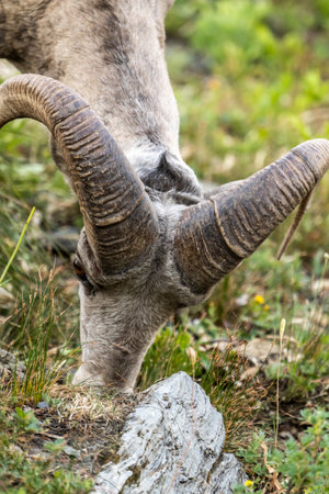Big Horn Sheep Grazing In Rocky Soil in Glacier National Parkの写真素材