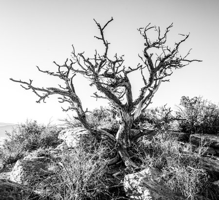 Old Tree Branches Reach Into Empty Sky on Weatherill Mesa in Mesa Verde