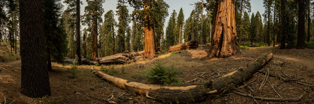 Panorama of Trail Cutting Around Small Sequoia Grove in Yosemite National Parkの写真素材