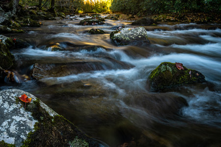 Single Red Leaf Sits On Rock in Oconaluftee River in Great Smoky Mountains National Park
