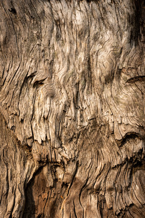 Close Up Texture of Dried Sequoia Wood on tree in Yosemite National Parkの写真素材