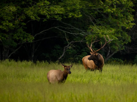 Large Bull Elk Watches Female Elk In The Foreground in Great Smoky Mountains National Parkの写真素材