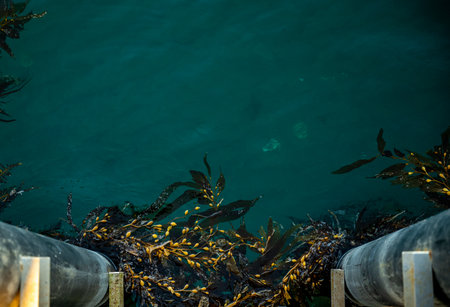 Seaweed Clings To the Pier On Santa Cruz Island in Channel Islands National Parkの写真素材