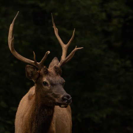 Young Bull Elk Stops To Stare At Camera in Great Smoky Mountains National Parkの写真素材