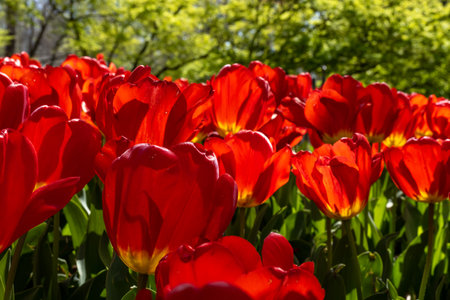 Eye Level Close Up of Red Tulips Blooming in garden bedの写真素材