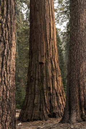 Large Sequoia Stands In The Back Behind Two Large Pine Trees in Yosemiteの写真素材
