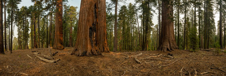 Panorama of Sequoia Grove in Yosemite National Park on a smoky fall dayの写真素材