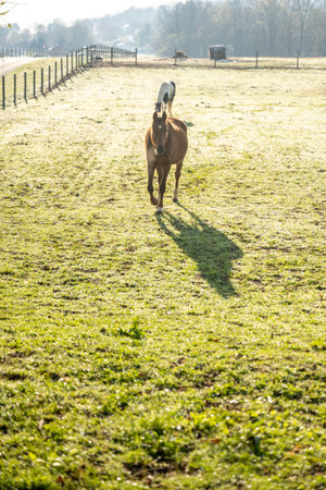 Horse Runs Toward Fence On A Frosty Morning over a Kentucky fieldの写真素材