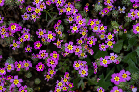 Happy Clover Flowers covering the forest floor of Sequoia National Park