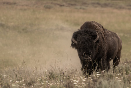 Bison Stirring Up Dust In Wallow in Yellowstone National Park