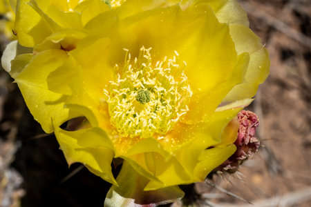 Yellow Blossom Opens on Cactus in early summer in Mesa verde National Parkの写真素材