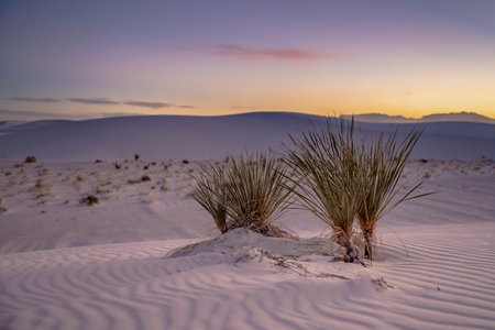 Sunset Over Yucca in White Sands National Parkの写真素材