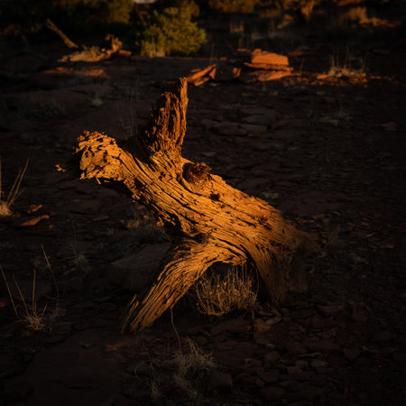 Single Fallen Tree Trunk Glows Brilliant Orange At Sunset in Capitol Reef National Parkの写真素材