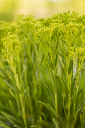 Desert Plants Grow Bright Green In Early Summerの写真素材