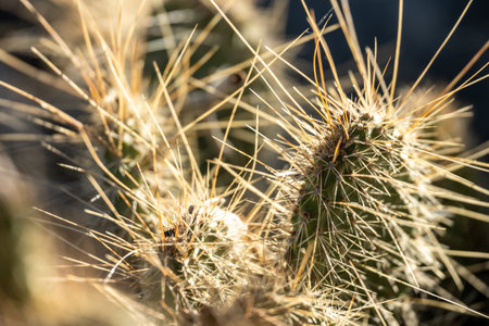 Narrow Focus of Cactus Needles In Death Valley national Park