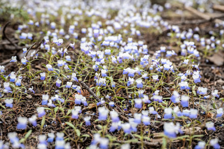 Penstemon Flowers Dot the Forest Floor in Sequoia National Parkの写真素材