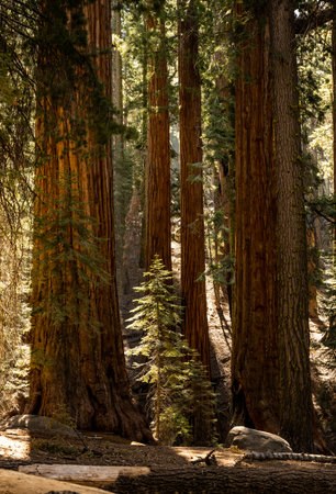 Tiny Pine Catches Light In Sequoia Grove in summer