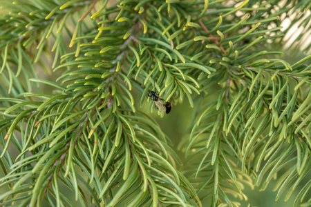 Thin Pine Needles Cover Horizontal Background Imageの写真素材