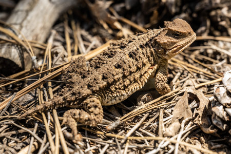 Profile Of Horned Lizard Looking Back At Camera in Zion National Parkの写真素材