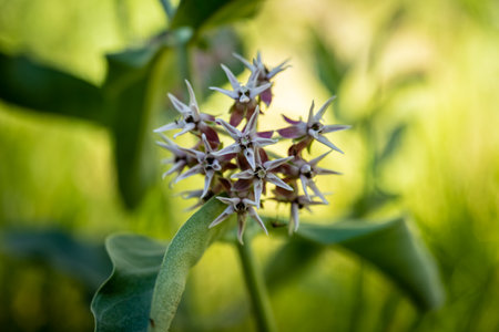 Milkweed Flowers Begin To Bloom In Early Summer in Yosemite National Parkの写真素材
