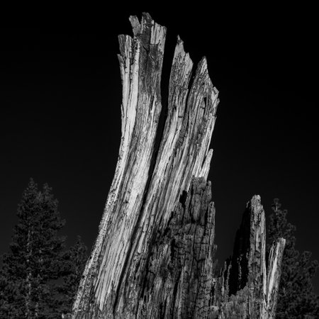 Old Tree Stump Stands Against Dark Black Sky with high contrast effectsの写真素材