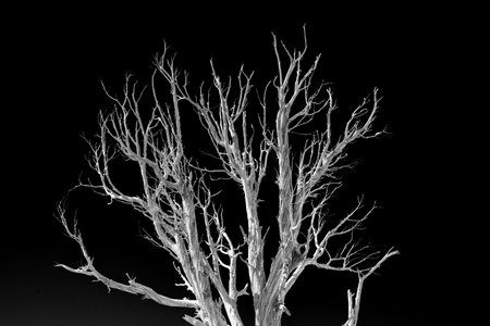 Bare Tree Glows White Against Black Sky with high contrast effectの写真素材