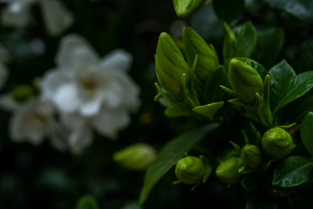 Bright Green Buds of Gardenia Flowers before they pop on summer bushの写真素材