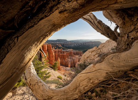 Hoodoos Framed By Gnarly Tree Branches in Bryce Canyon National Parkの写真素材